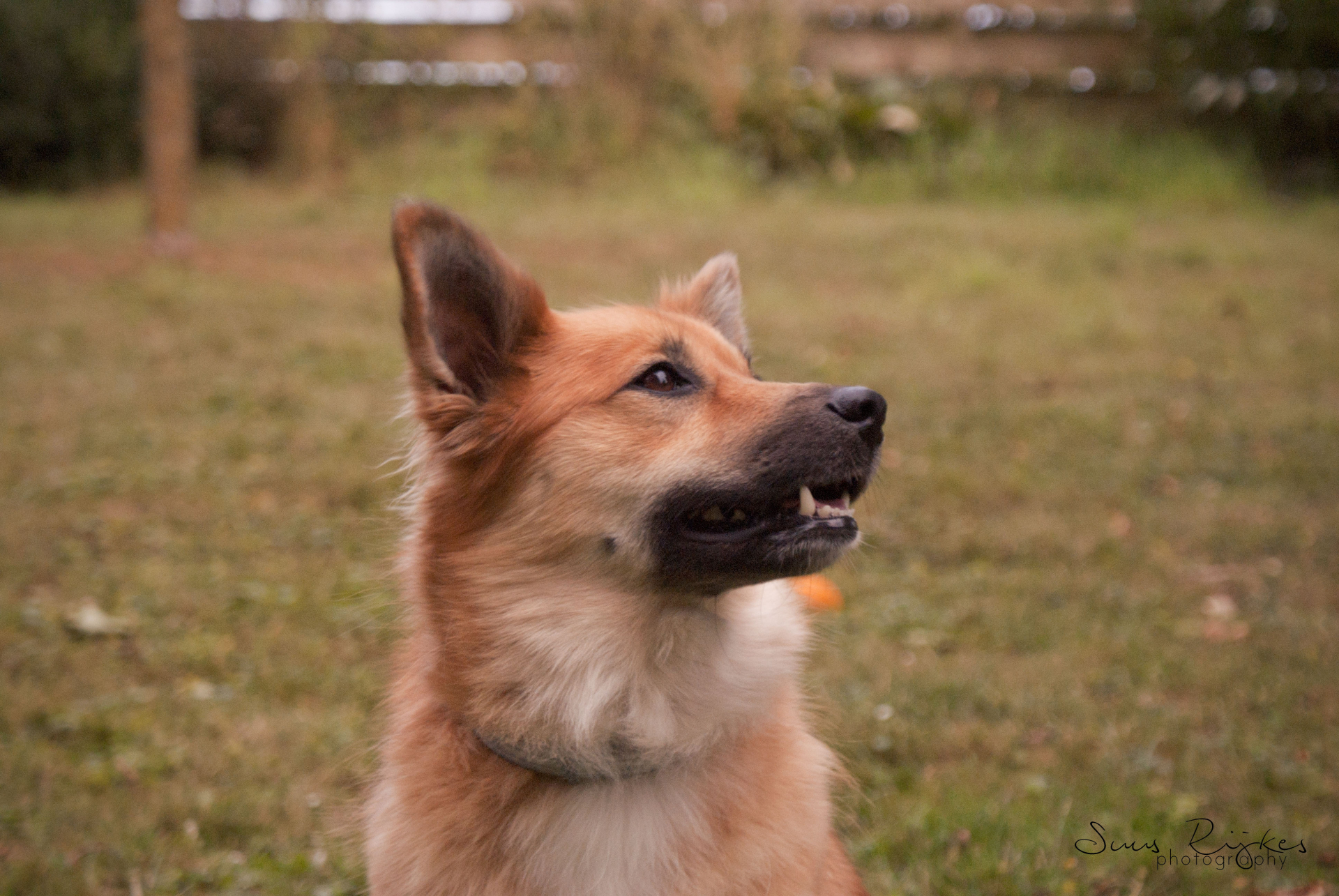 some placeholder title text